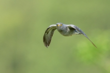 Kukułka, Common Cuckoo ...