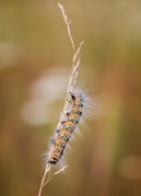 Siwowłosa 
