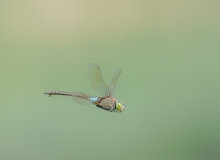 Helikopter