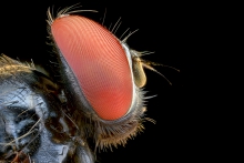 Extreme Macro