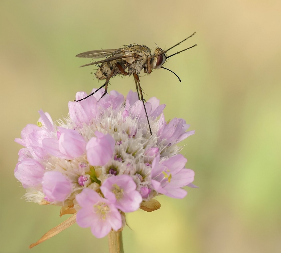 keni - Szarnica łąkowa (Prosena siberita). PE. Zdjęcie 326944