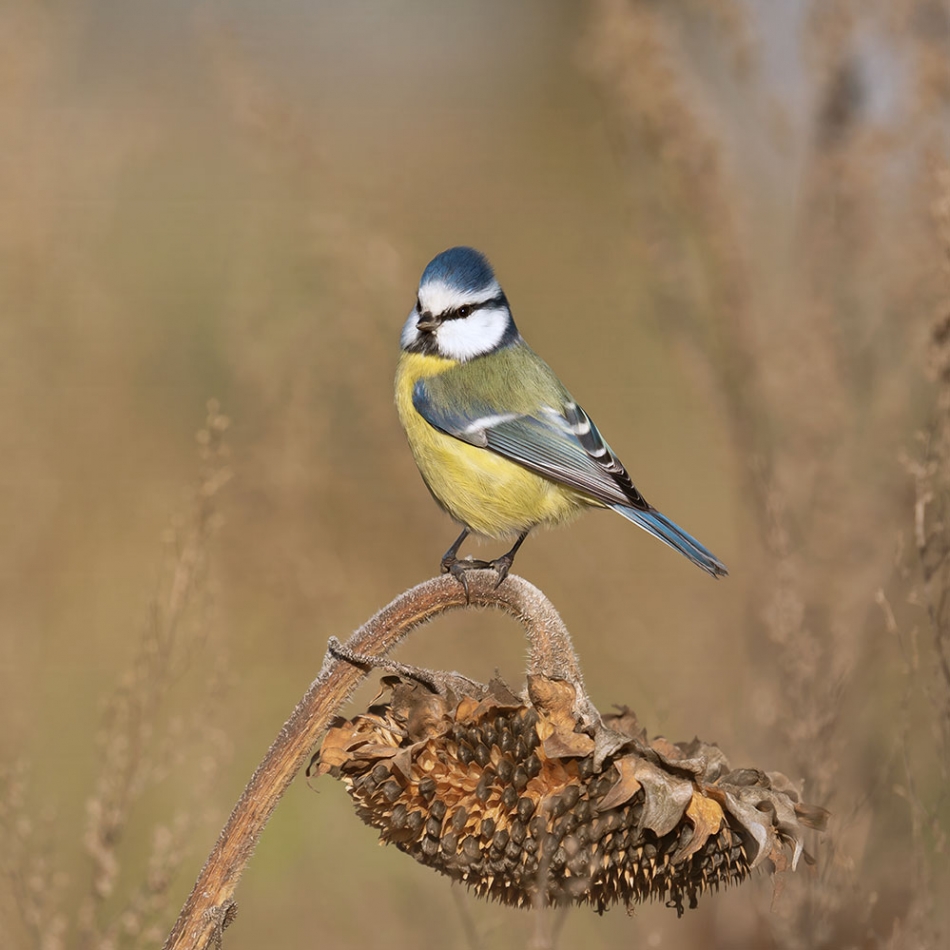 arkadiusz_fotografia - Sikorka na stołówce. . Zdjęcie 336835