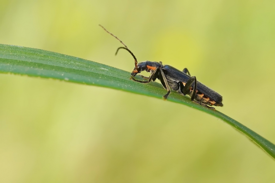 keni - Omomiłek. PE. Zdjęcie 335453