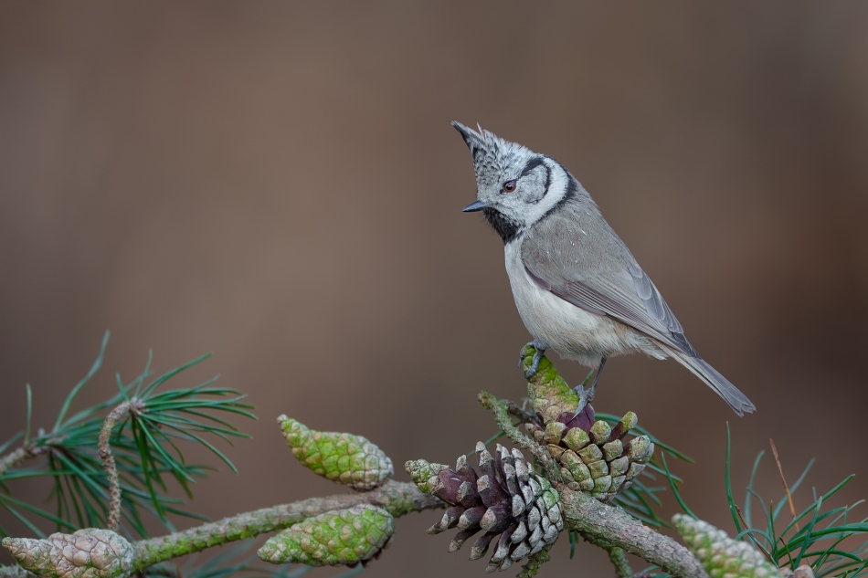fotodam - Szyszeczki. Czubatka (Parus cristatus). Zdjęcie 330513