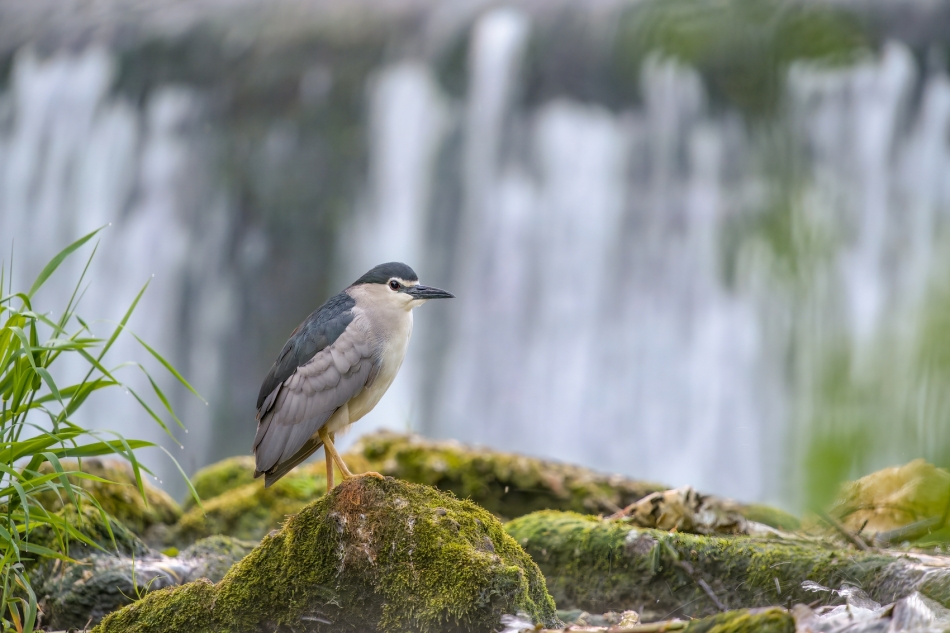 amigamedia - Wstaje nowy dzień....  Ślepowron (Nycticorax nycticorax) Przyroda naszego regionu - Skoczów. Sony ILCE-1+Sony SEL200600G FE 200-600mm f/5.6-6.3 G OSS Przysłona: f/6,3; Czas ekspozycji: 1/25 s; ISO: 1000; Ogniskowa: 600 mm.. Zdjęcie 324601