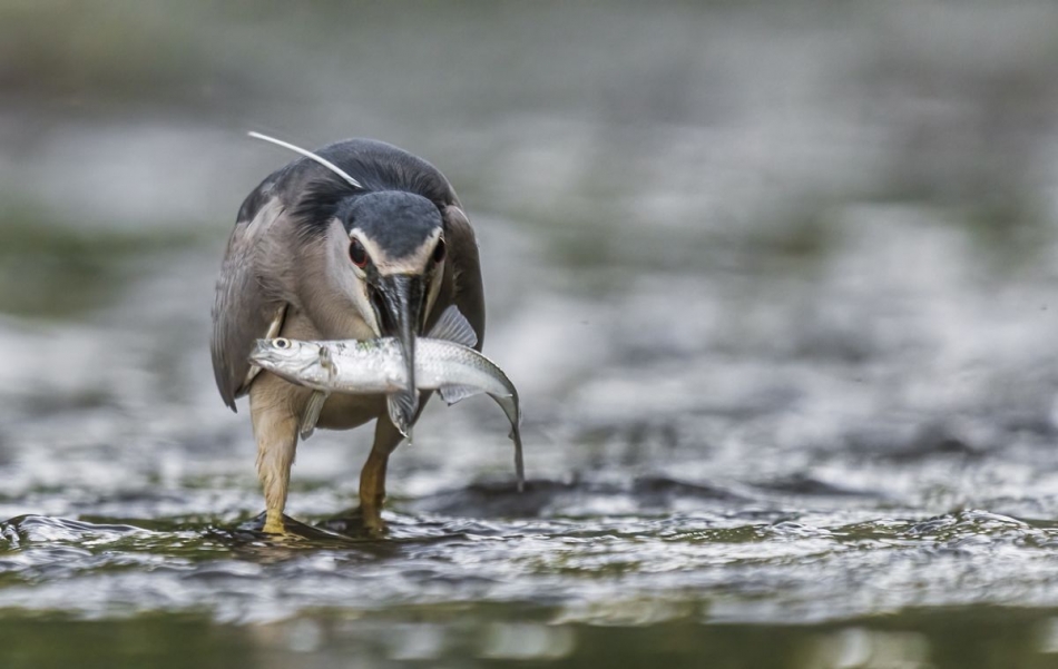 Ślepowron. . Zdjęcie 336772