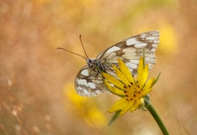 Szachownica