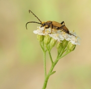 Zmorsznik czerwony (Sti...