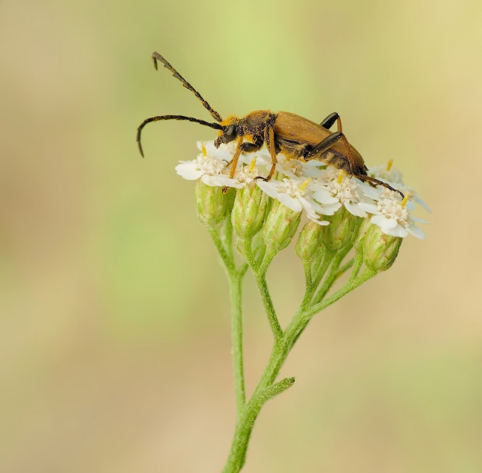 keni - Zmorsznik czerwony (Stictoleptura rubra). PE. Zdjęcie 326009