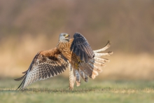 Kania Ruda, Red Kite (M...