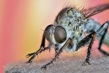 Extreme Macro