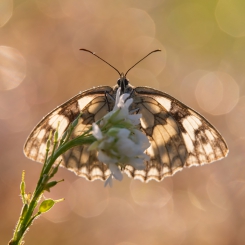 Polowiec Szachownica