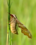 Nastrosz lipowiec 