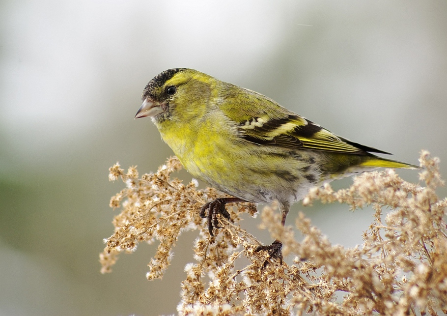 gryzli - . Czyż (Carduelis spinus). Zdjęcie 259388