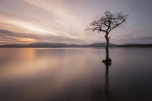 Trossach Tree