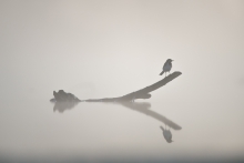 I'm the king of the world