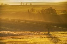 pejzaż z krowami