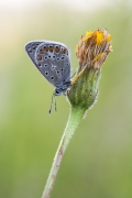 Polyommatus icarus