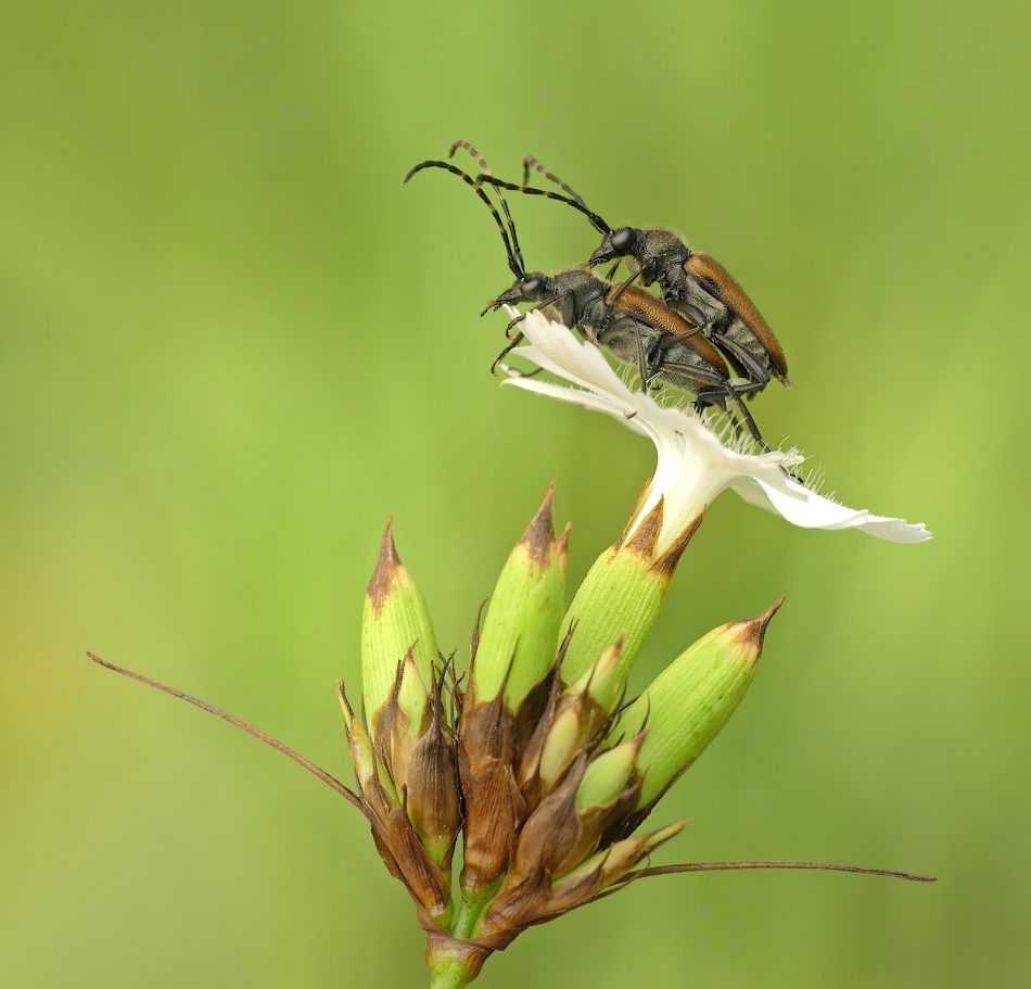 keni - Zmorsznik czerwony (Stictoleptura rubra). PE proszę. Zdjęcie 333314