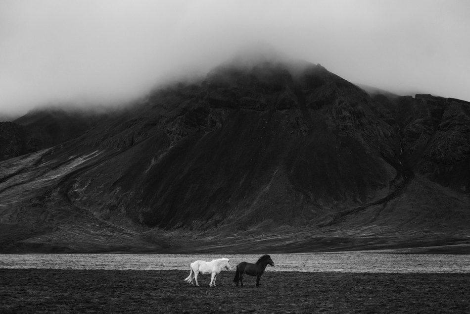 marcinkesek1987 - Islandzki kontrast. Islandia, 2016.  Jakieś 25-30 minut czekałem na to, aż z całego stada te 2 konie odłączą się od pozostałych, bo taki plan w głowie mi się pojawił, by zestawić obok siebie jasność i ciemność.. Warto było czekać.. . Zd