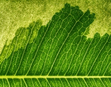 Delta chlorofilu