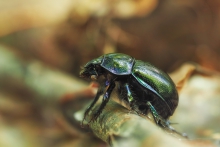 Żuk leśny (Anoplotrupes...