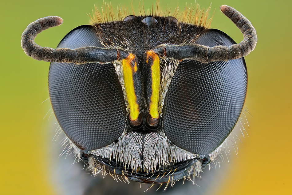 irass - Bull.. Ectemnius lapidarius.. Zdjęcie 130479