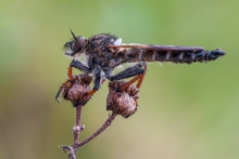 Łowik