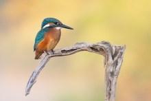 Kingfisher