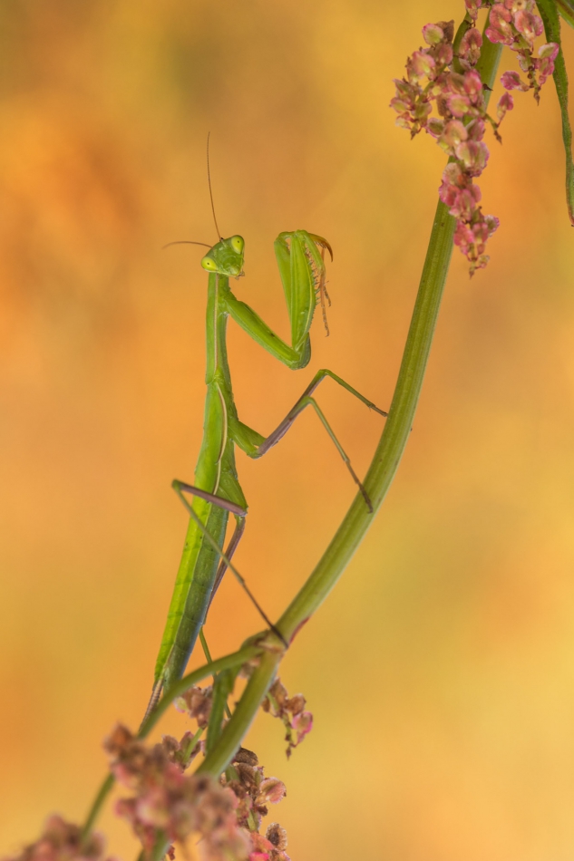 radson_foto - modliszka (Mantodea). . Zdjęcie 290854