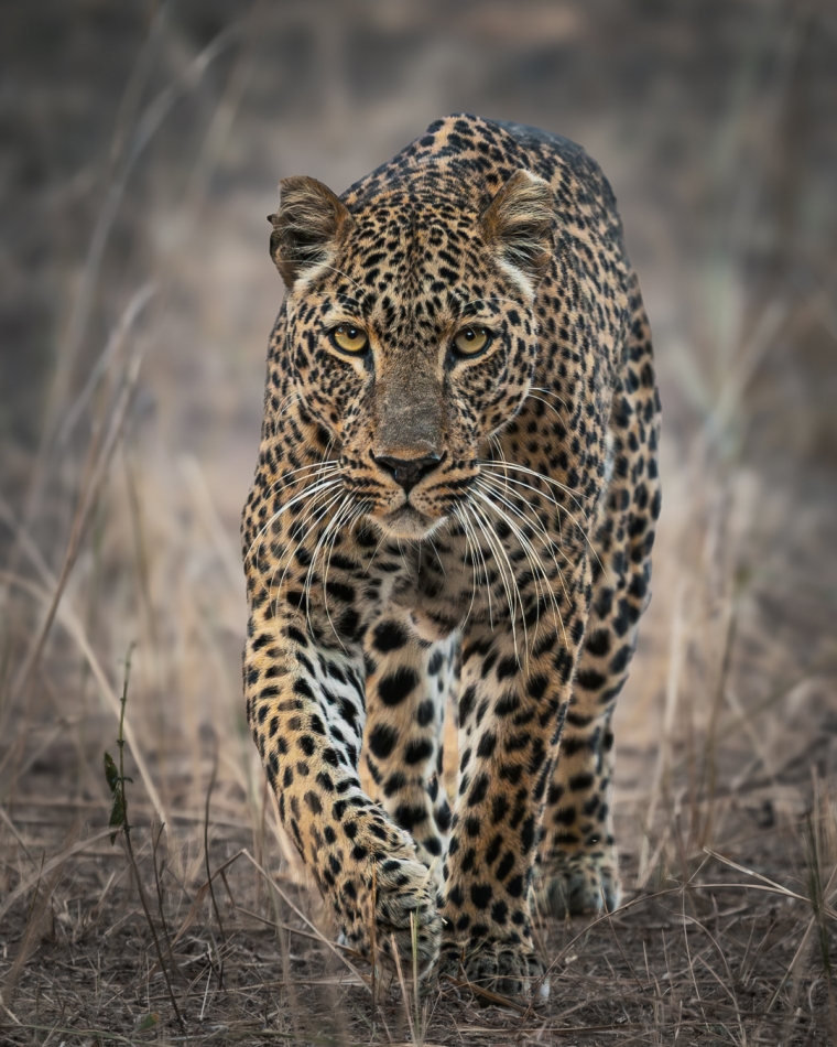 fotoel - Leopard — cień sawanny. . Zdjęcie 334275