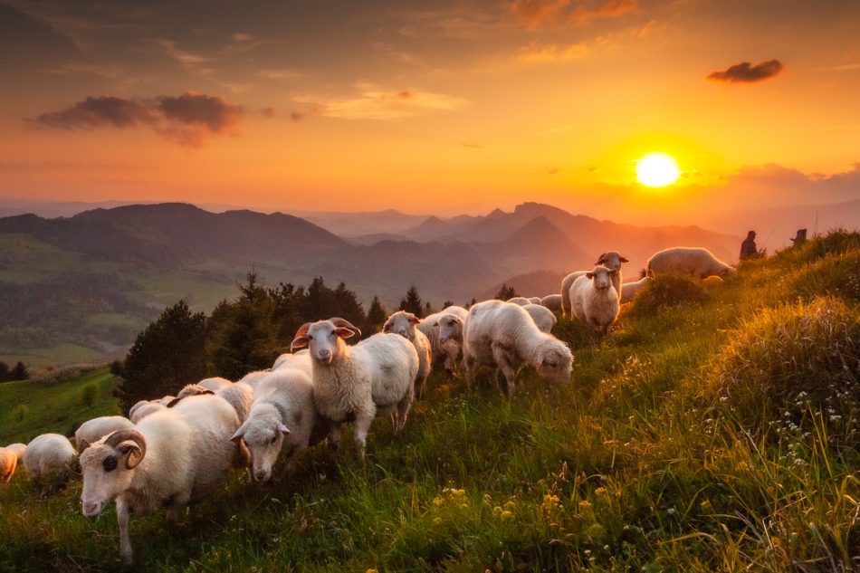 pawello91 - Sheeps. . Zdjęcie 265665