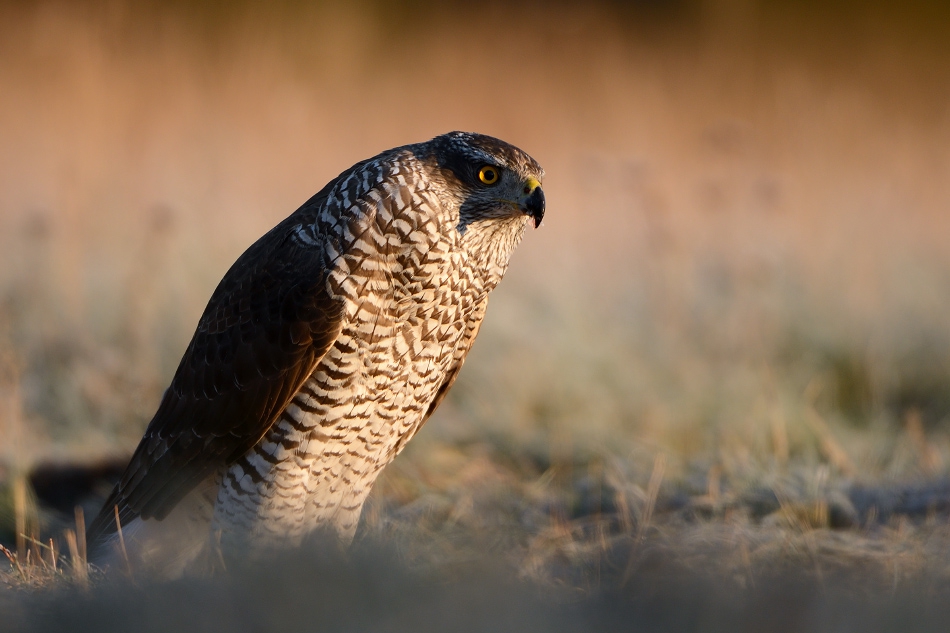 Accipiter gentilis . . Zdjęcie 162964