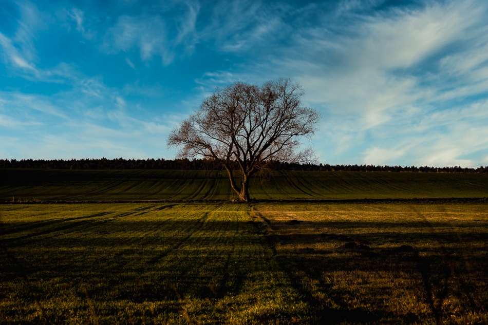 walewsky - Drzewo. . Zdjęcie 300908
