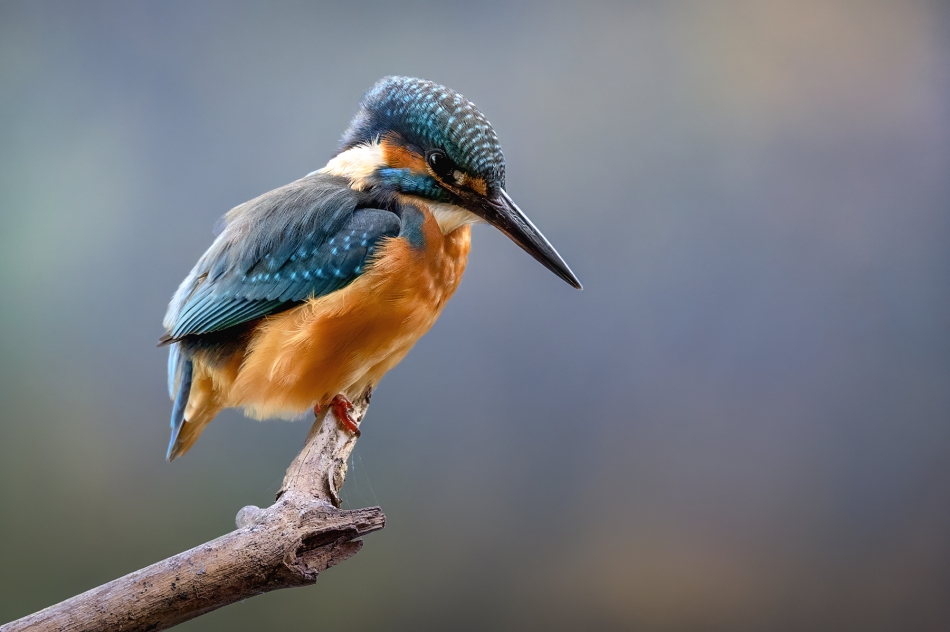 marcinmm - Zimorodek (Alcedo atthis). . Zdjęcie 336550