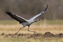 Żuraw, Common Crane (Gr...