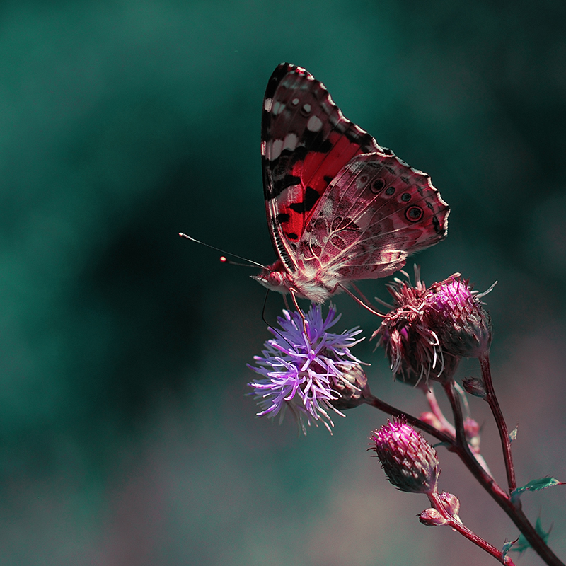 margherita - Pan Motyl. . Zdjęcie 99556