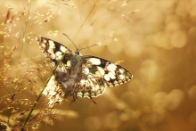 Polowiec szachownica 