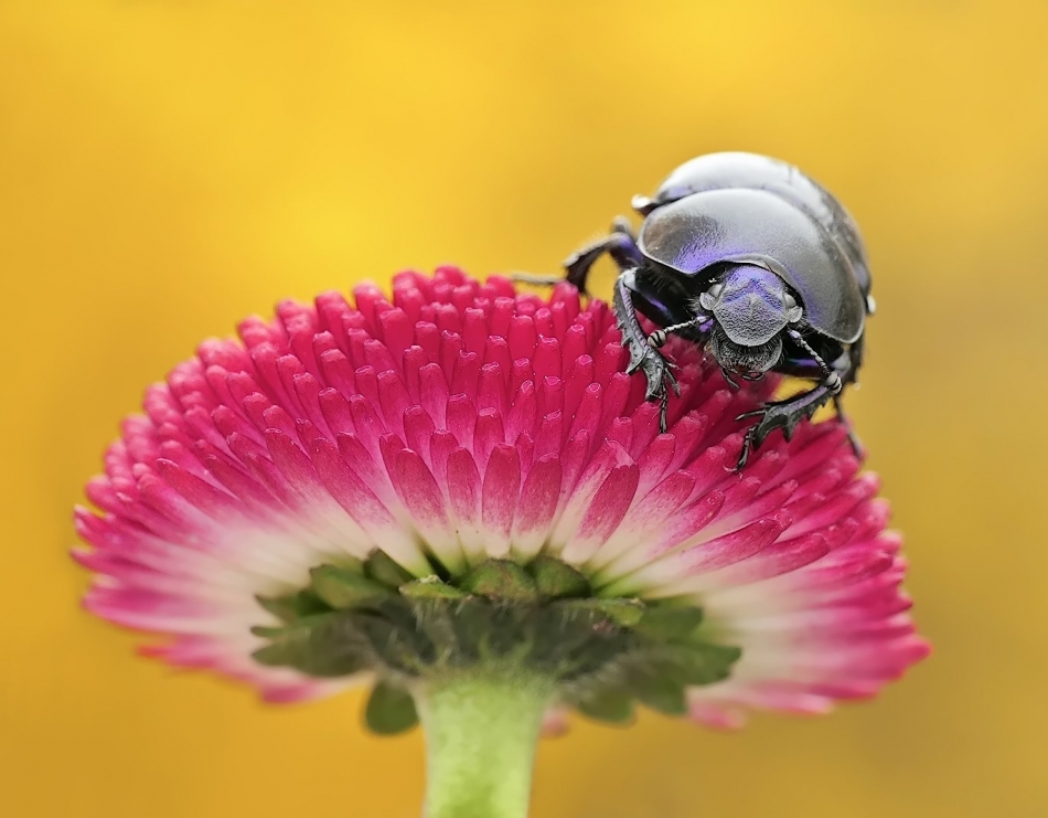 keni - Żuk wiosenny. . Zdjęcie 323376