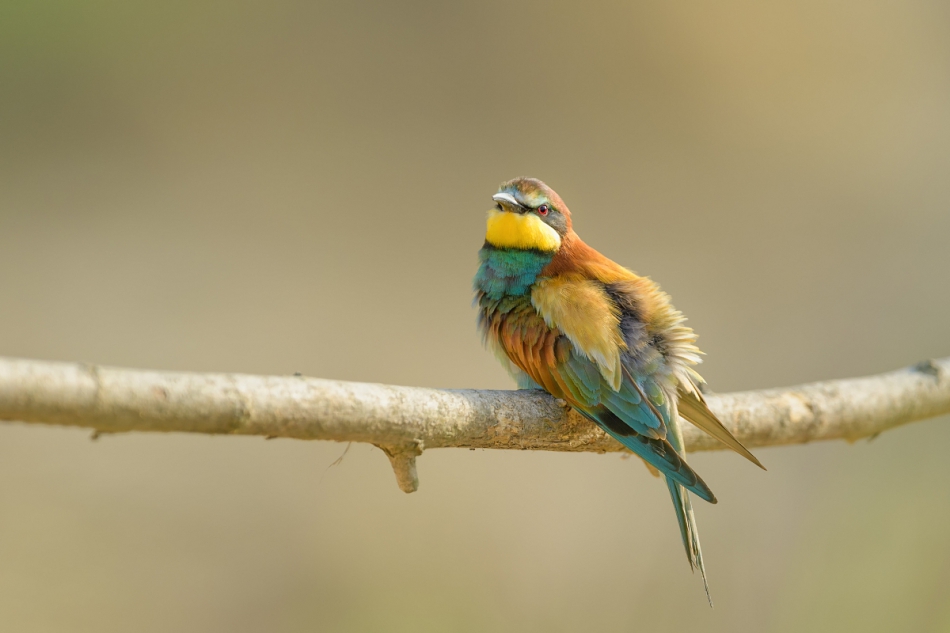 raftik - Żołna, European Bee-eater (Merops apiaster) ... . . Zdjęcie 315874