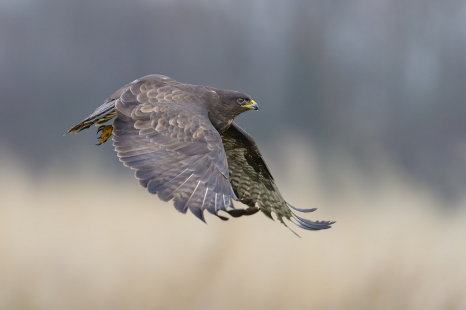 raftik - Myszołów, Common Buzzard (Buteo buteo) ... . . Zdjęcie 290958