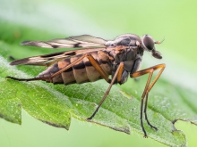 Rhagio sp.