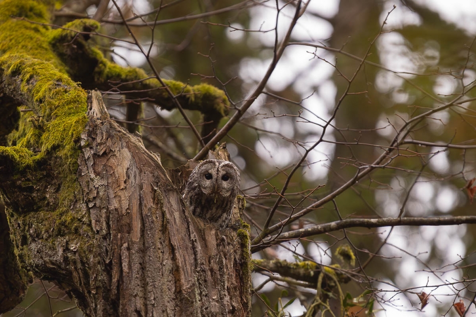 Puszczyk . . Zdjęcie 336368
