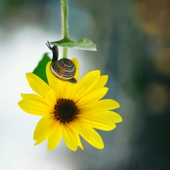 Pod listkiem zielonym, ...