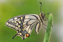 Papilio machaon