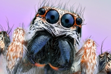 Extreme Macro