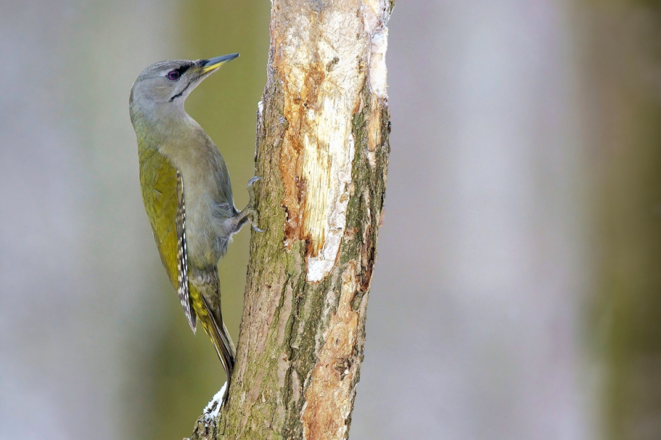 amigamedia - Ona. Dzięcioł zielonosiwy (Picus canus). Zdjęcie 237458