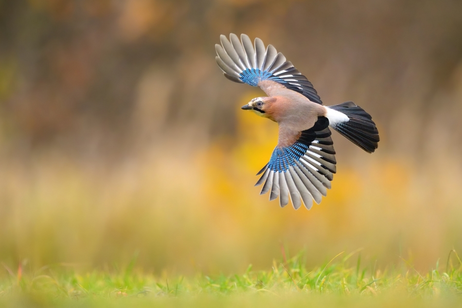 raftik - Sójka, Eurasian Jay (Garrulus glandarius) ... 2024r. . Zdjęcie 328528