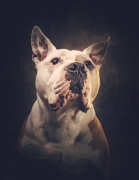 Beau