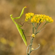 Czatowanie